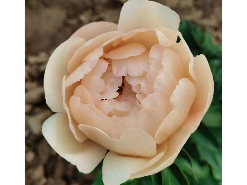 國王節 早期 花徑極大 半重瓣